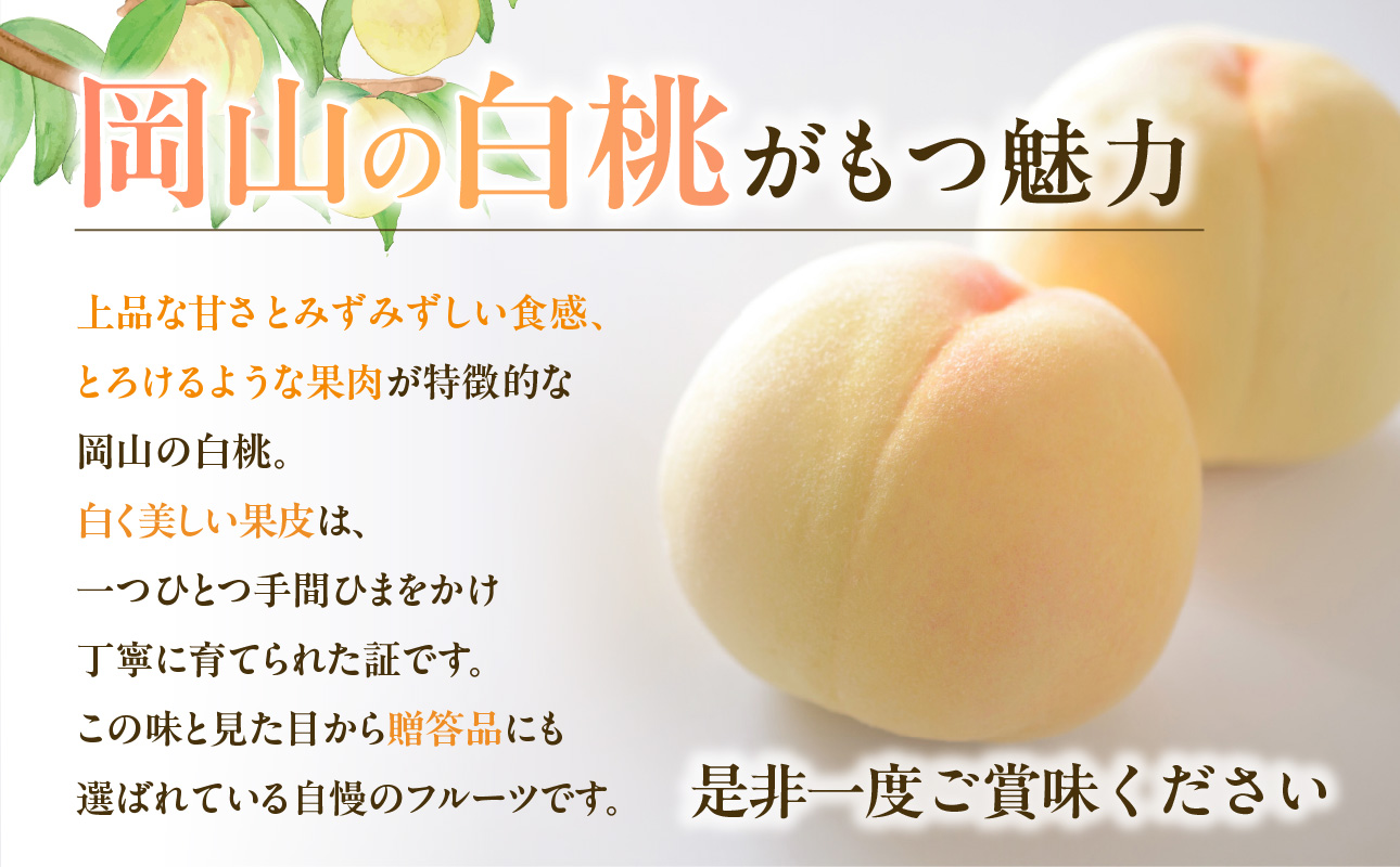【2027年発送分・先行予約開始！】岡山県産 白桃 特秀 「ロイヤル」中玉 約900g 3玉（令和9年7月～8月上旬頃発送）