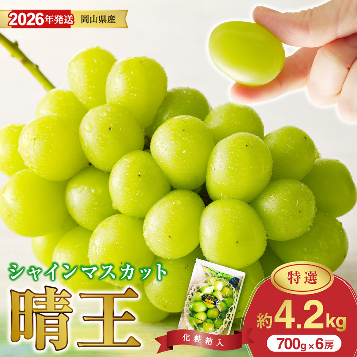 【2026年発送分】岡山県産シャインマスカット「晴王」特選　大房　化粧箱入（約700g×6房）（令和8年8月中旬以降発送） 【 シャインマスカット 晴王 フルーツ 果物 くだもの】hz-s