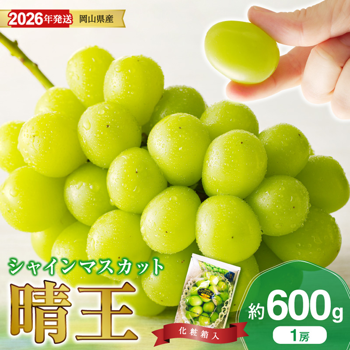 【2026年発送分】岡山県産シャインマスカット「晴王」秀品　1房（約600g）（令和8年8月中旬～11月中旬頃発送）【 シャインマスカット 晴王 フルーツ 果物 くだもの 葡萄 ぶどう】hz-s