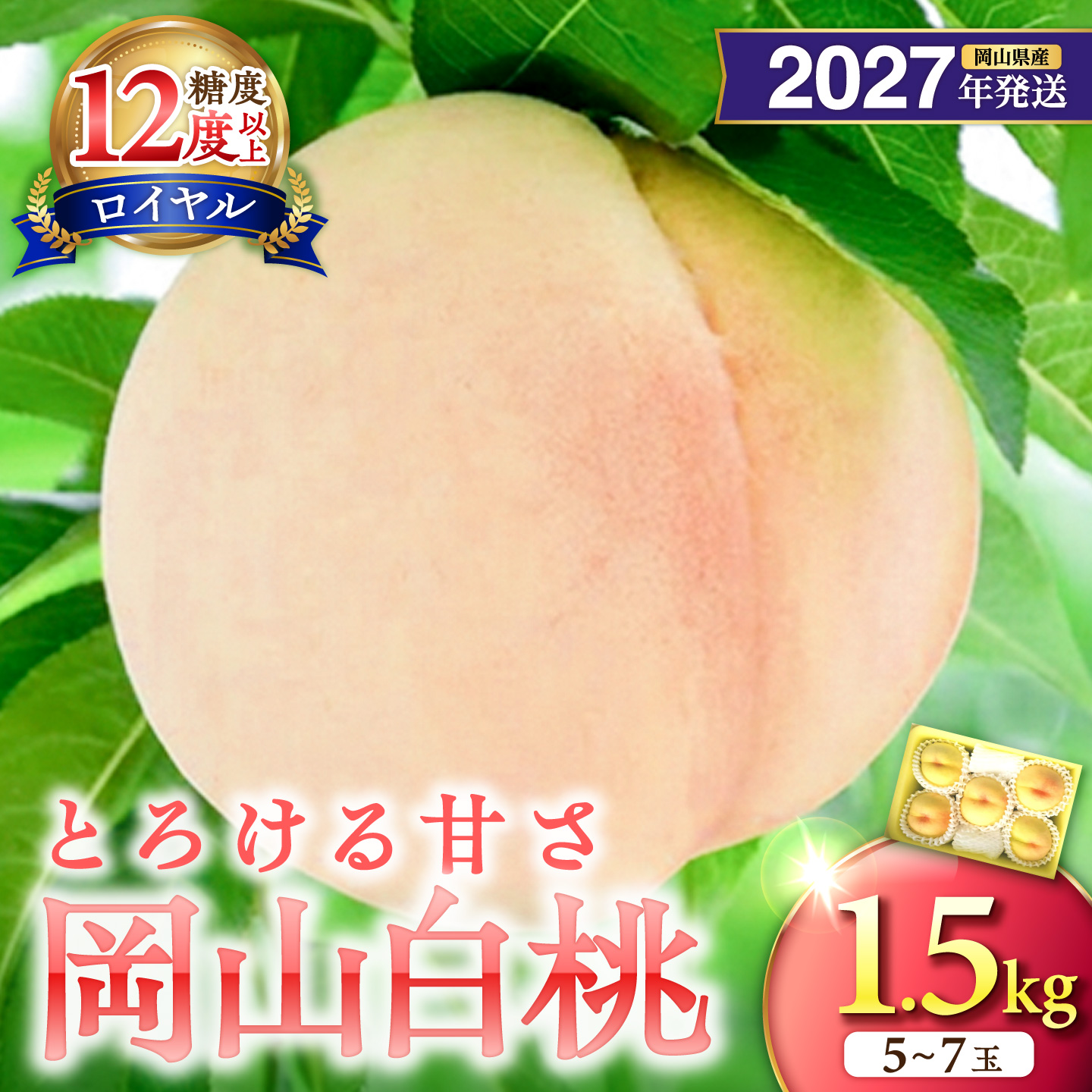 【2027年発送分・先行予約開始！】岡山県産 白桃 最高ランク！「ロイヤル」約1.5kg 5～7玉（令和9年7月以降発送）
