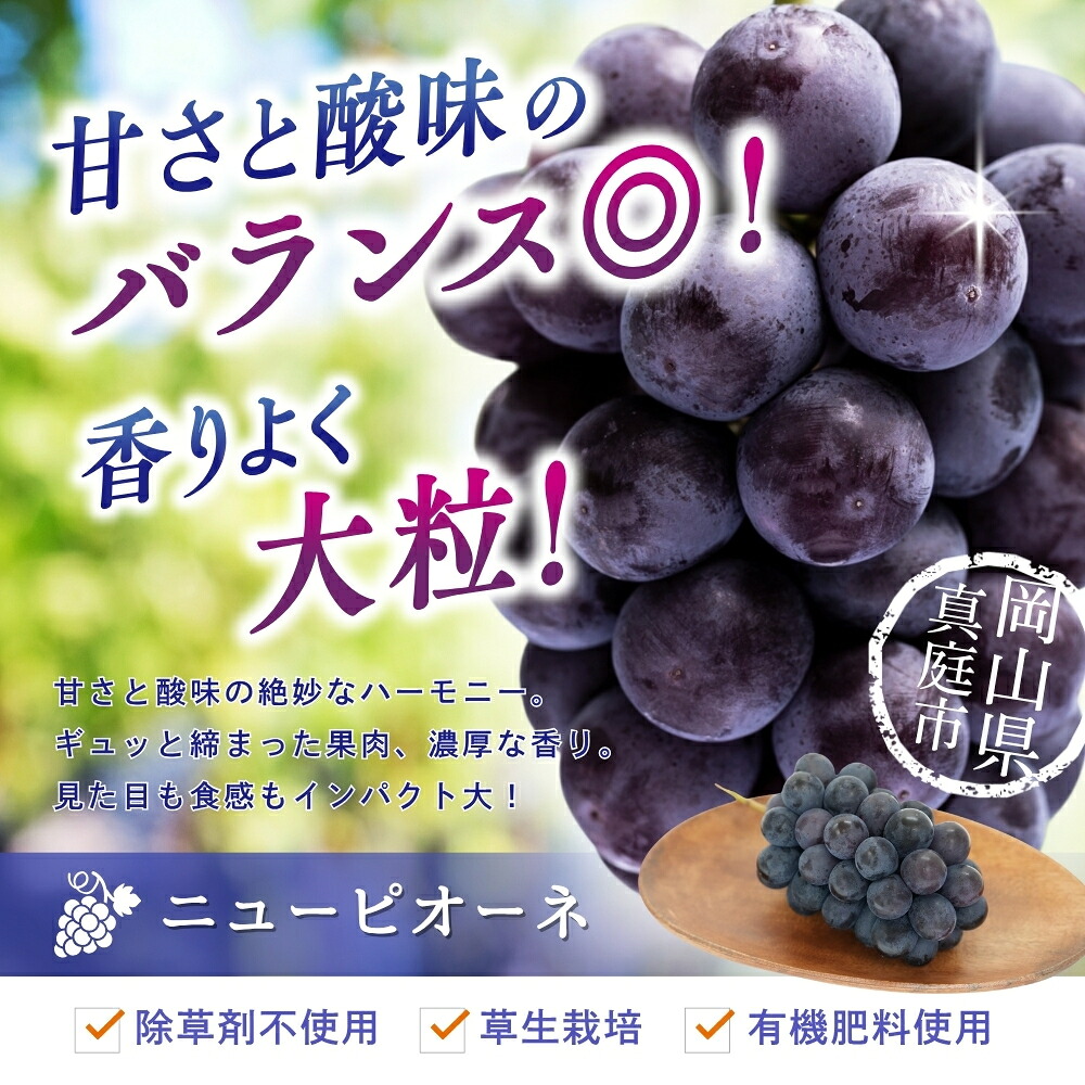 【2026年発送 先行予約】岡山県産贈答用ピオーネ 除草剤不使用 1kg2房 約1kg|ピオーネ 岡山ピオーネ ピオーネ ぴおーね ぶどう 葡萄 ブドウ 果物 【hana014-03】
