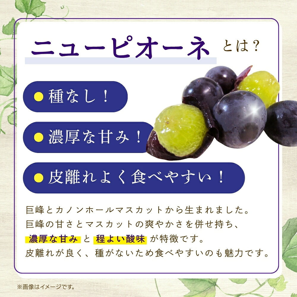 【2026年発送 先行予約】岡山県産贈答用ピオーネ 除草剤不使用 1kg2房 約1kg|ピオーネ 岡山ピオーネ ピオーネ ぴおーね ぶどう 葡萄 ブドウ 果物 【hana014-03】