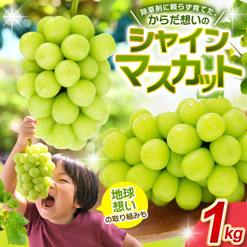 シャインマスカット【2026年先行予約】除草剤不使用 優品以上 1kg 2房 ぶどう シャインマスカット マスカット 葡萄 くだもの 果物 種なし 花笑み農園