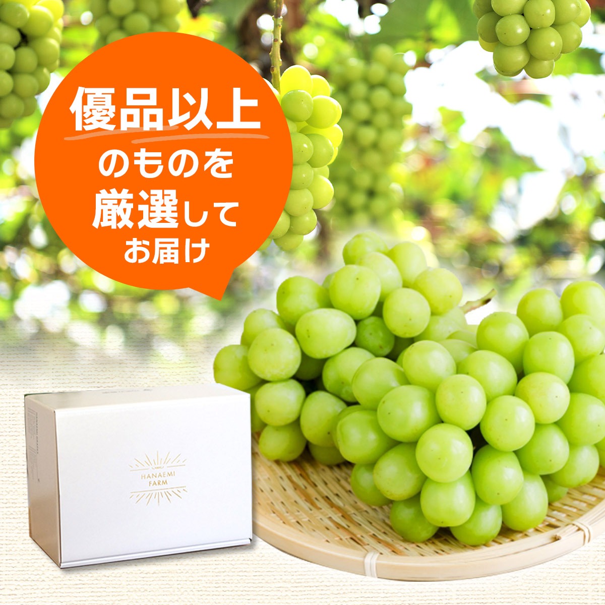 シャインマスカット【2026年先行予約】除草剤不使用 優品以上 1kg 2房 ぶどう シャインマスカット マスカット 葡萄 くだもの 果物 種なし 花笑み農園