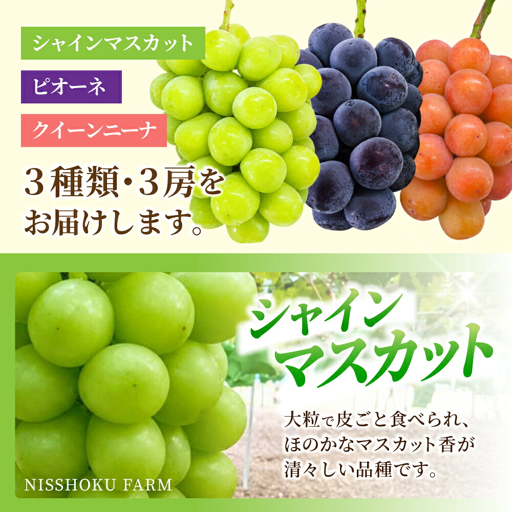 【2026年先行予約】 NISSHOKU FARM 特選 大粒ぶどう3種セット(シャインマスカット入り)| ぶどう 葡萄 果物 岡山県産 送料無料 ギフト 種なし スイーツ 葡萄 ぶどう 産地直送 農