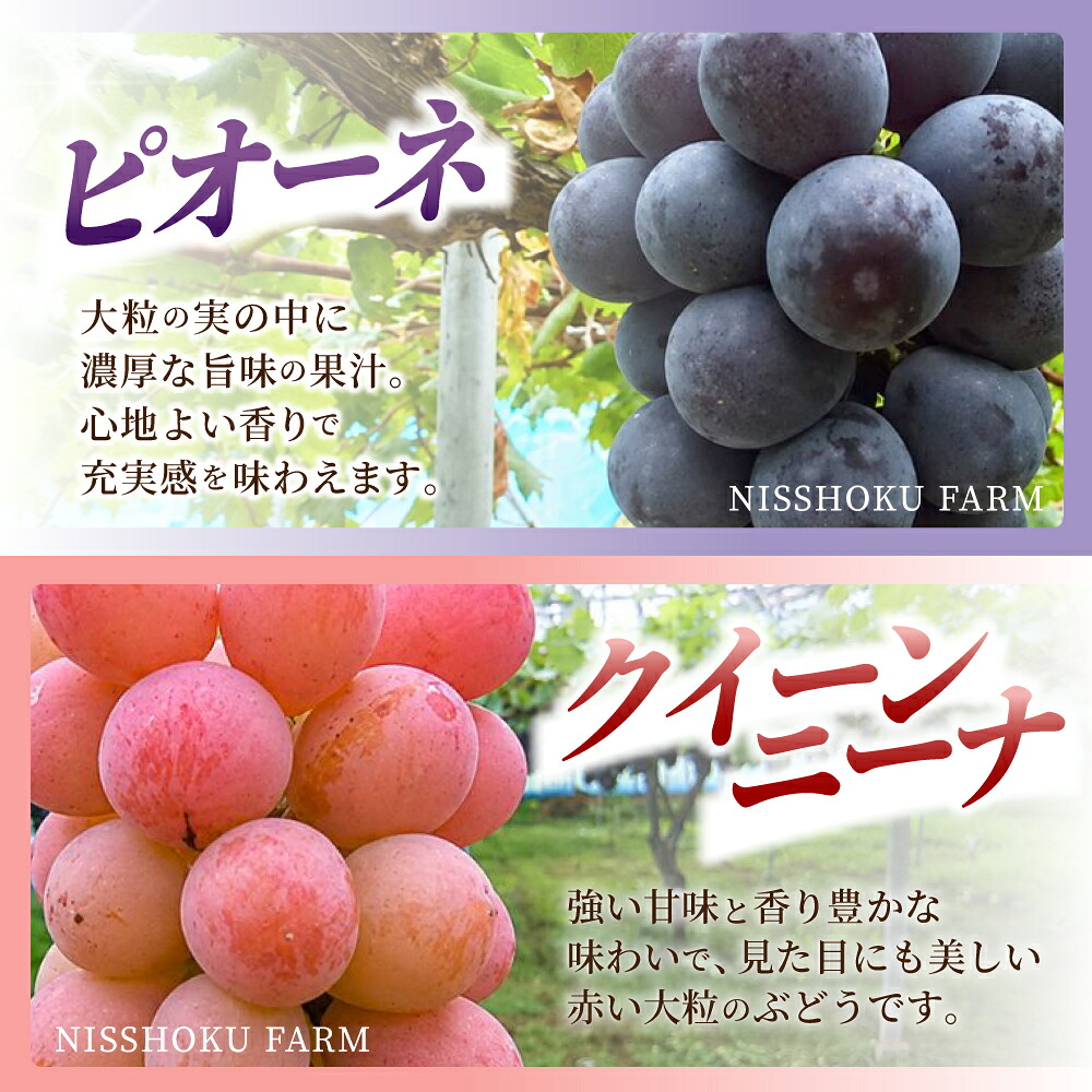 【2026年先行予約】 NISSHOKU FARM 特選 大粒ぶどう3種セット(シャインマスカット入り)| ぶどう 葡萄 果物 岡山県産 送料無料 ギフト 種なし スイーツ 葡萄 ぶどう 産地直送 農