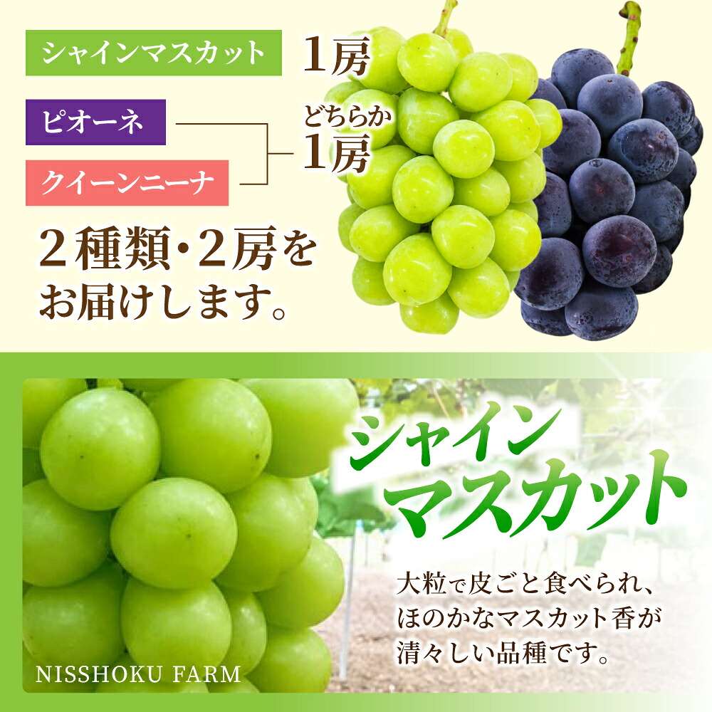ぶどう【2026年先行予約】特選大粒・減農薬 2種セット(シャインマスカット入り) 約1.2㎏ | シャインマスカット ピオーネ しゃいんますかっと ピオーネ シャインマスカット 果物 フルーツ マス