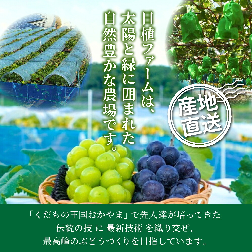ぶどう【2026年先行予約】特選大粒・減農薬 2種セット(シャインマスカット入り) 約1.2㎏ | シャインマスカット ピオーネ しゃいんますかっと ピオーネ シャインマスカット 果物 フルーツ マス