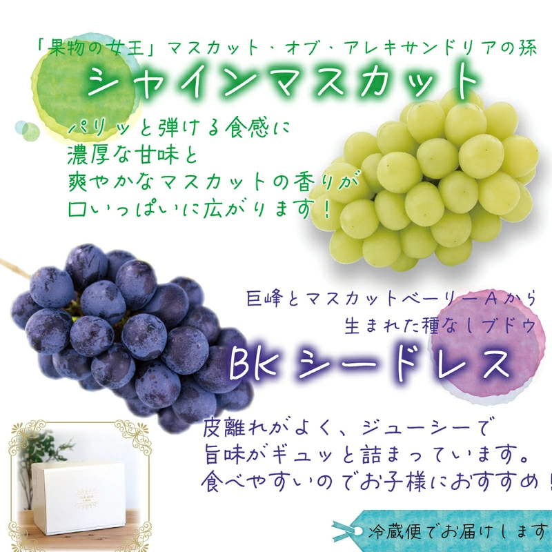 ぶどう【2026年先行予約】＜除草剤不使用＞ぶどう 食べ比べ 2種セット 1kg 2房 シャインマスカット BKシードレス ｜ ぶどう 葡萄 果物 岡山県産 送料無料 種なし 【hana047-02】