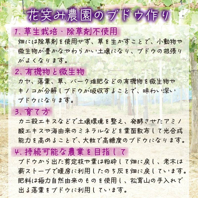 ぶどう【2026年先行予約】＜除草剤不使用＞ぶどう 食べ比べ 2種セット 1kg 2房 シャインマスカット BKシードレス ｜ ぶどう 葡萄 果物 岡山県産 送料無料 種なし 【hana047-02】