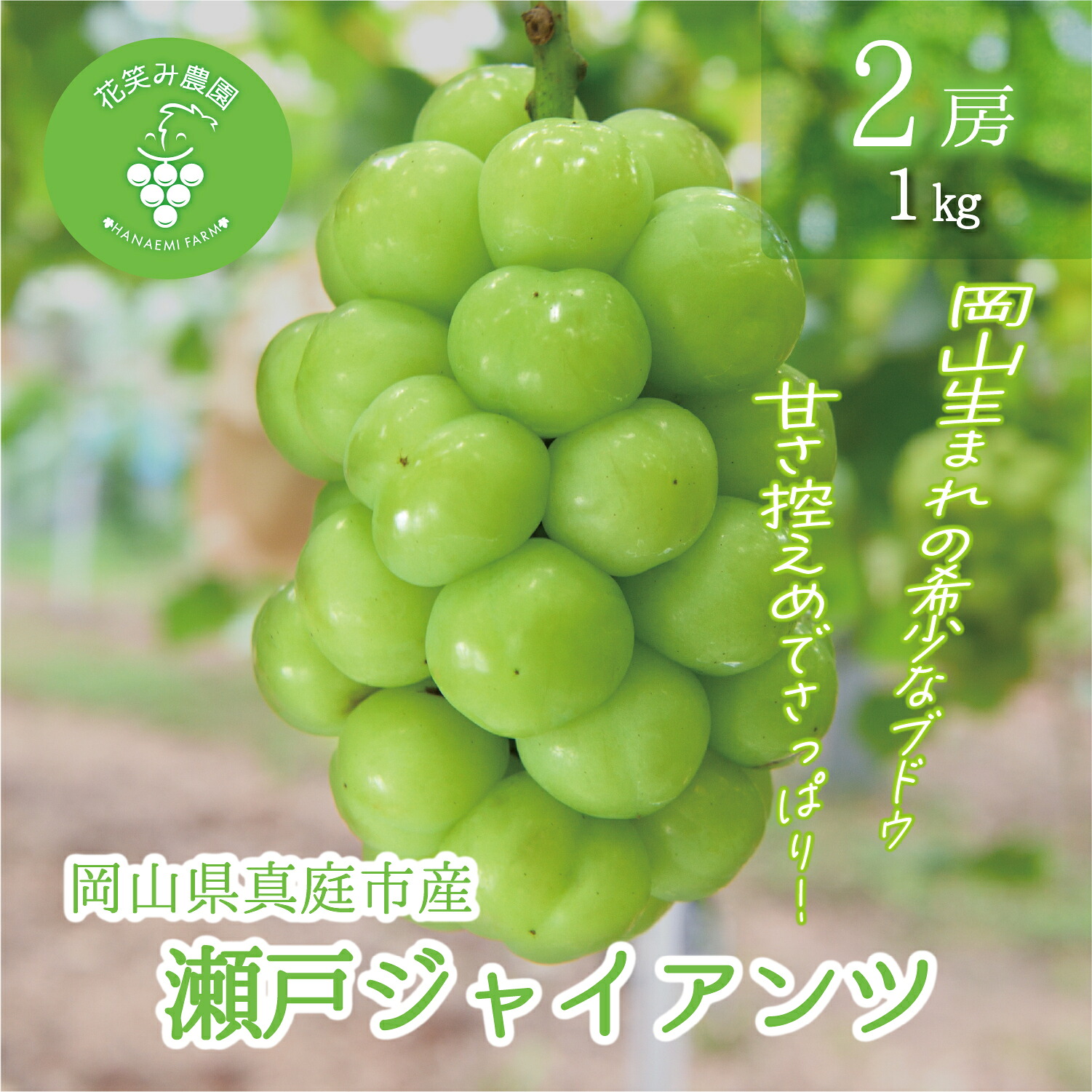 【2026年先行予約】種なしブドウ 岡山産 瀬戸ジャイアンツ 1kg ２房｜ぶどう 葡萄 種無し 果物 くだもの フルーツ 産地直送 皮ごと 花笑み農園【hana040-02】