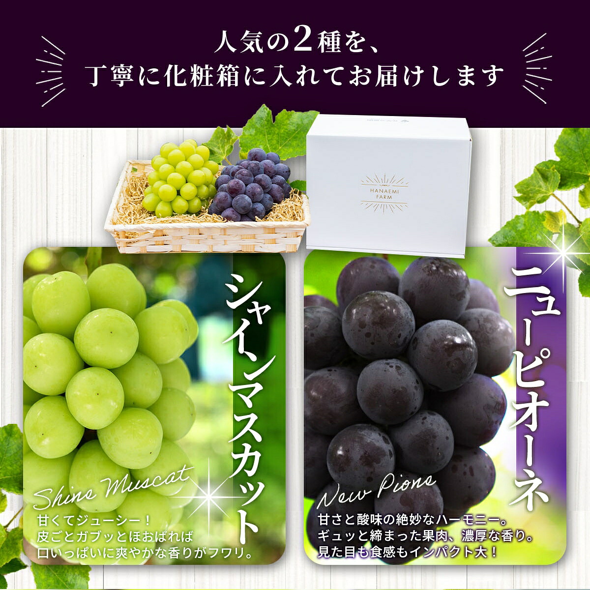 【2026年先行予約】土づくりからこだわったぶどう詰め合わせ シャインマスカット&ニューピオーネ 1kg~1.5kg 2房 | シャインマスカット しゃいんますかっと シャインマスカット 【hana007-03】
