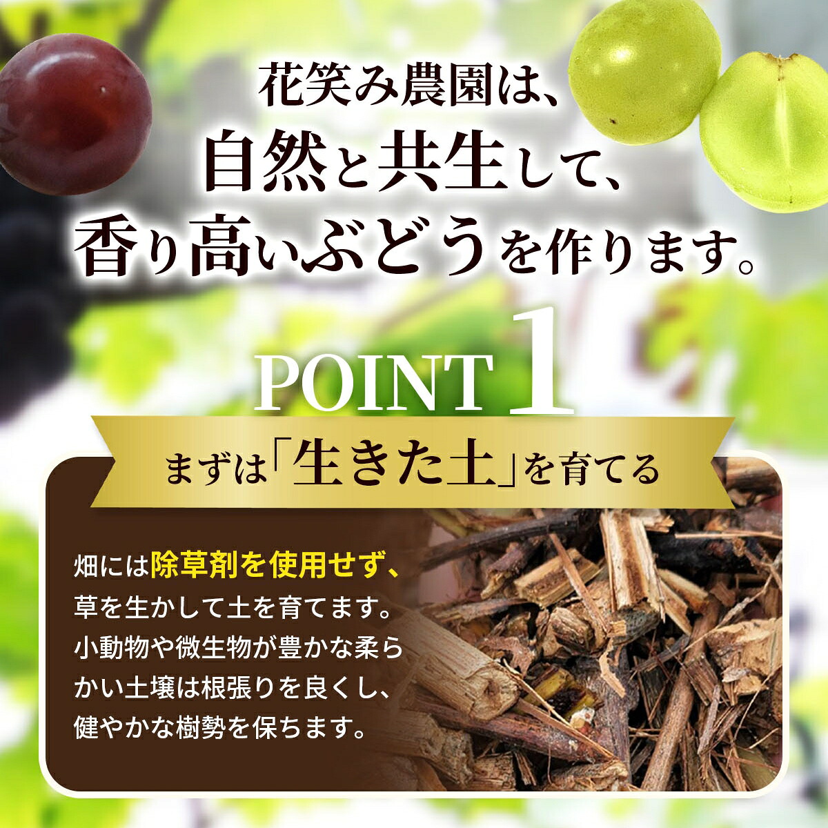 【2026年先行予約】土づくりからこだわったぶどう詰め合わせ シャインマスカット&ニューピオーネ 1kg~1.5kg 2房 | シャインマスカット しゃいんますかっと シャインマスカット 【hana007-03】