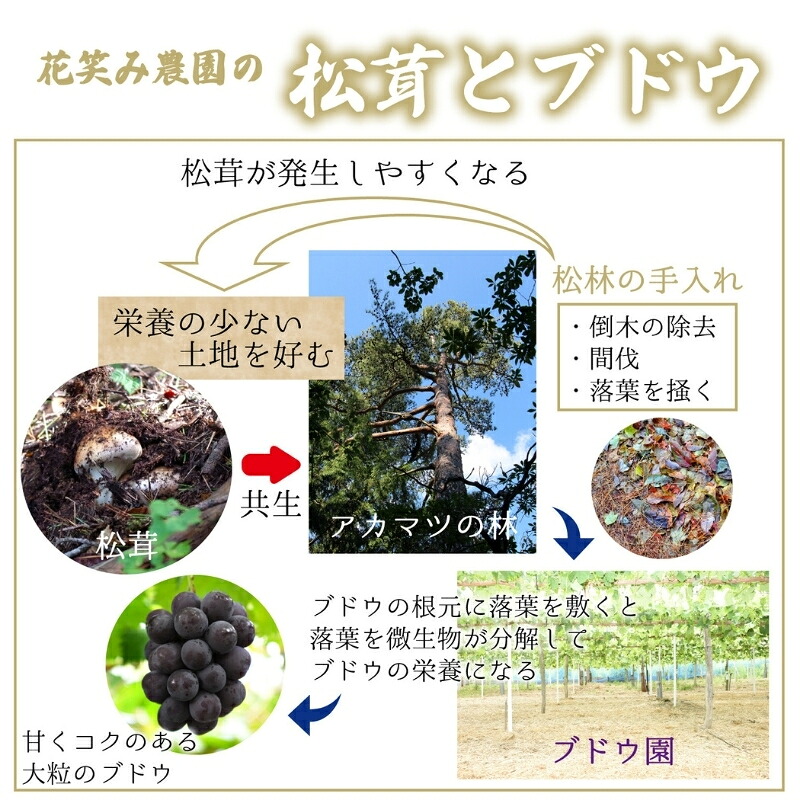 【2026年先行予約】花笑み農園　岡山の訳あり『松茸』200g 【hana023-02】