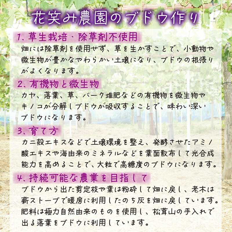 【 2026年 先行予約 】種なしブドウ 岡山産 BKシードレス 1kg（2～3房） 贈答用 花笑み農園 | ぶどう ブドウ 種無しぶどう 国産 果物 くだもの 葡萄 フルーツ 1キロ 【hana027-03】