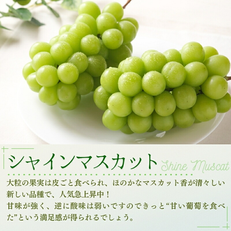 ぶどう【2026年先行予約】<減農薬栽培>種無し大粒ぶどう食べ比べ3種セット 約1.8kg 家庭用 葡萄 ぶどう シャインマスカット ピオーネ クイーンニーナ オーロラブラック 翠峰 果物 くだもの
