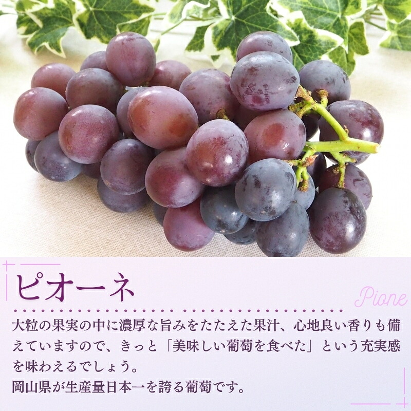 ぶどう【2026年先行予約】<減農薬栽培>種無し大粒ぶどう食べ比べ3種セット 約1.8kg 家庭用 葡萄 ぶどう シャインマスカット ピオーネ クイーンニーナ オーロラブラック 翠峰 果物 くだもの