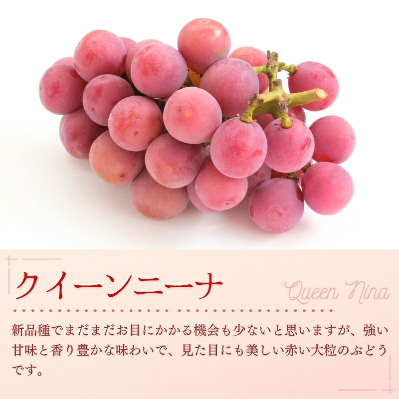 ぶどう【2026年先行予約】<減農薬栽培>種無し大粒ぶどう食べ比べ3種セット 約1.8kg 家庭用 葡萄 ぶどう シャインマスカット ピオーネ クイーンニーナ オーロラブラック 翠峰 果物 くだもの