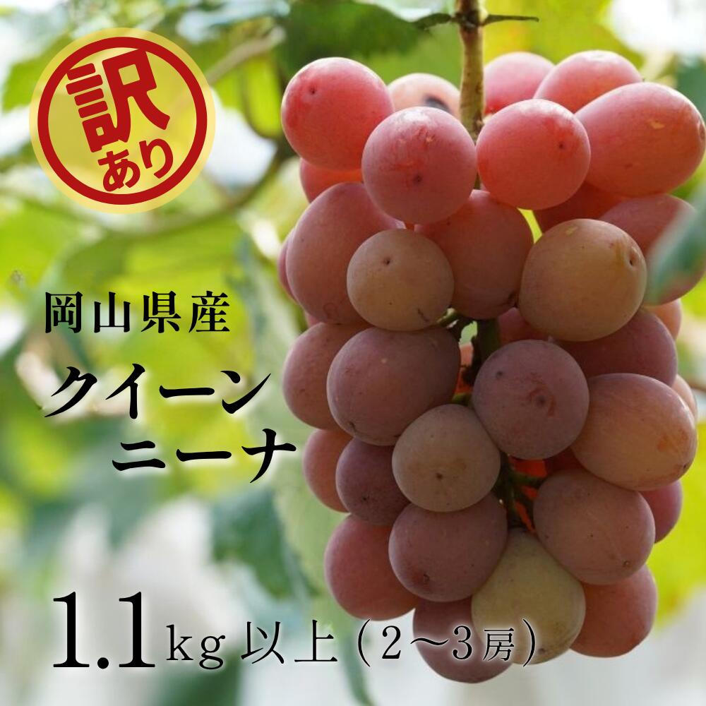 【2026年先行予約】岡山県産 【訳あり】 クイーンニーナ 1.1kg以上（2～3房）産地直送 朝採れ / ぶどう 葡萄 先行予約 フルーツ 真庭市【kgftmt018-02】