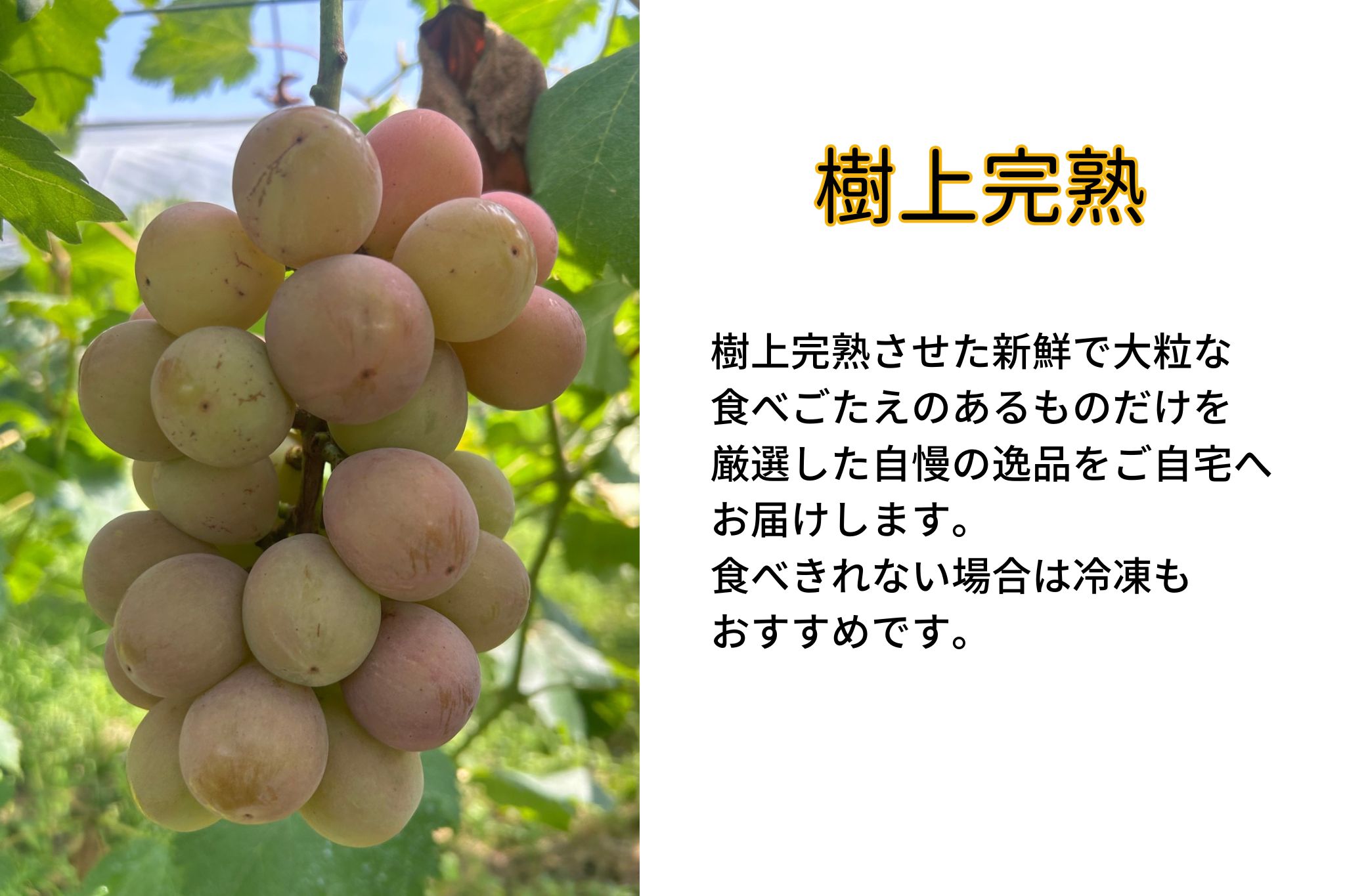 【2026年先行予約】岡山県産 【訳あり】 クイーンニーナ 1.1kg以上（2～3房）産地直送 朝採れ / ぶどう 葡萄 先行予約 フルーツ 真庭市【kgftmt018-02】