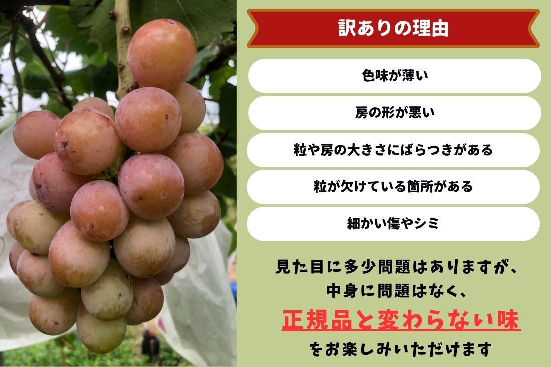 【2026年先行予約】岡山県産 【訳あり】 クイーンニーナ 1.1kg以上（2～3房）産地直送 朝採れ / ぶどう 葡萄 先行予約 フルーツ 真庭市【kgftmt018-02】