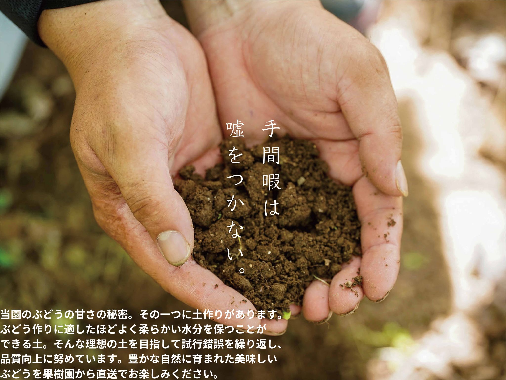 【2026年先行予約】岡山県産 【訳あり】 クイーンニーナ 1.1kg以上（2～3房）産地直送 朝採れ / ぶどう 葡萄 先行予約 フルーツ 真庭市【kgftmt018-02】