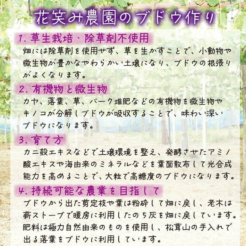 【2026年先行予約】花笑み農園　岡山『ぶどうの宝石箱』３種以上（18粒入り） 【hana050-02】