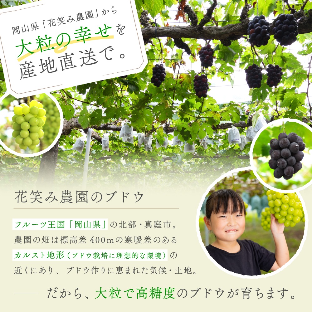 【2026年先行予約】 ぶどう 岡山 花笑み農園『シャインマスカット』 家庭用 約2kg(3~5房)| シャインマスカット 果物 フルーツ マスカット ますかっと フルーツ くだもの 【hana061-02】