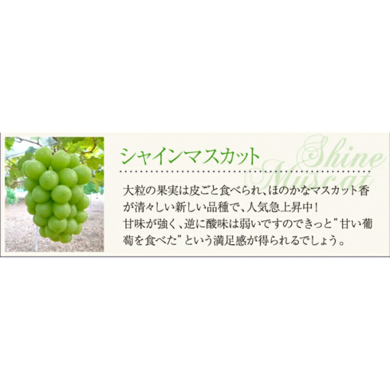 【2026年先行予約】【訳あり】 NISSHOKU FARM ご家庭用シャインマスカット 約1.0㎏（1～3房） / 甘い 岡山 訳アリ わけあり ぶどう ブドウ 葡萄 シャインマスカット 先行予約