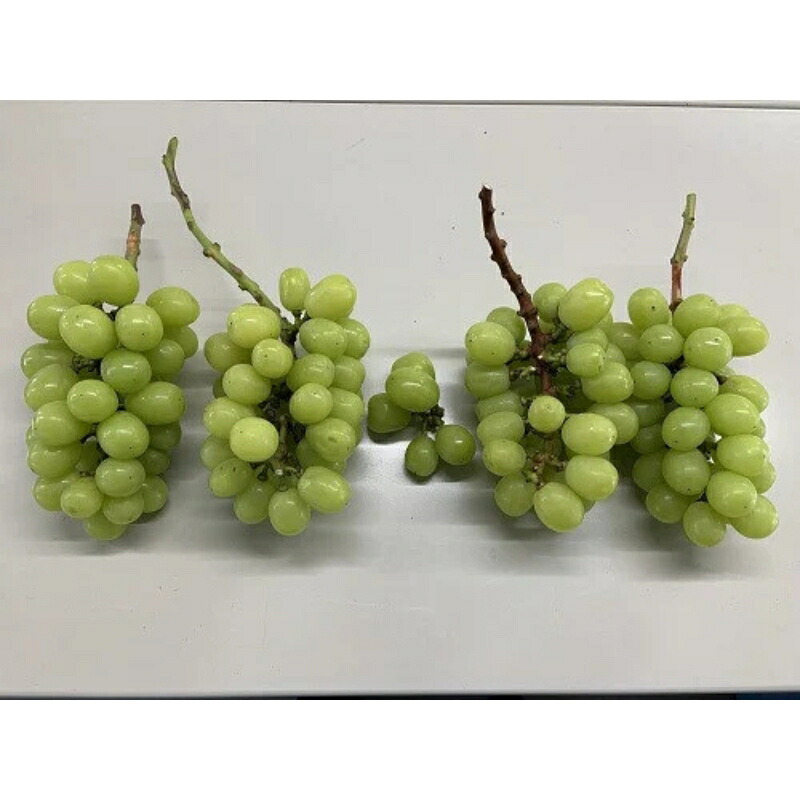 【2026年先行予約】【訳あり】 NISSHOKU FARM ご家庭用シャインマスカット 約1.0㎏（1～3房） / 甘い 岡山 訳アリ わけあり ぶどう ブドウ 葡萄 シャインマスカット 先行予約
