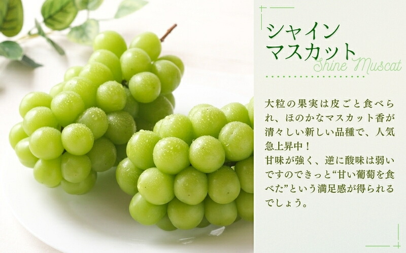 【2026年先行予約】【訳あり】NISSHOKU FARM ご家庭用ぶどう2種セット 2房 約1.0kg | ぶどう 葡萄 果物 岡山県産 送料無料 ギフト 種なし スイーツ 葡萄 ぶどう 産地直送