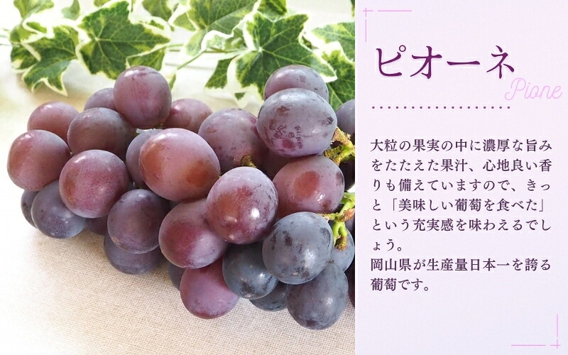 【2026年先行予約】【訳あり】NISSHOKU FARM ご家庭用ぶどう2種セット 2房 約1.0kg | ぶどう 葡萄 果物 岡山県産 送料無料 ギフト 種なし スイーツ 葡萄 ぶどう 産地直送