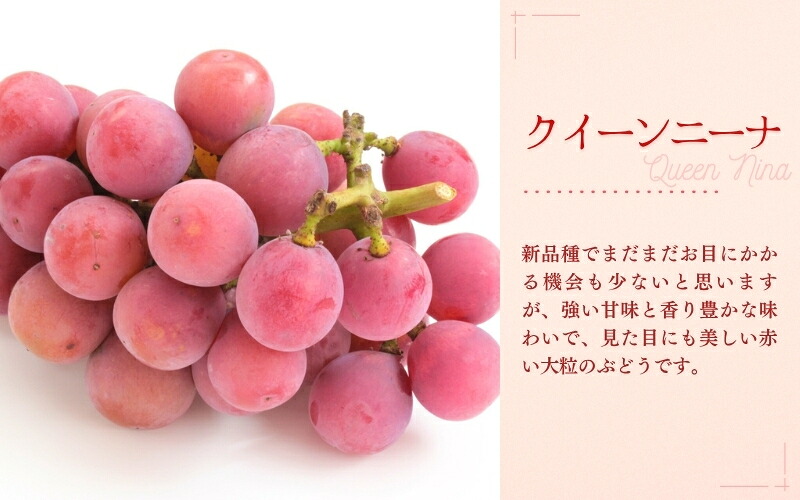 【2026年先行予約】【訳あり】NISSHOKU FARM ご家庭用ぶどう2種セット 2房 約1.0kg | ぶどう 葡萄 果物 岡山県産 送料無料 ギフト 種なし スイーツ 葡萄 ぶどう 産地直送
