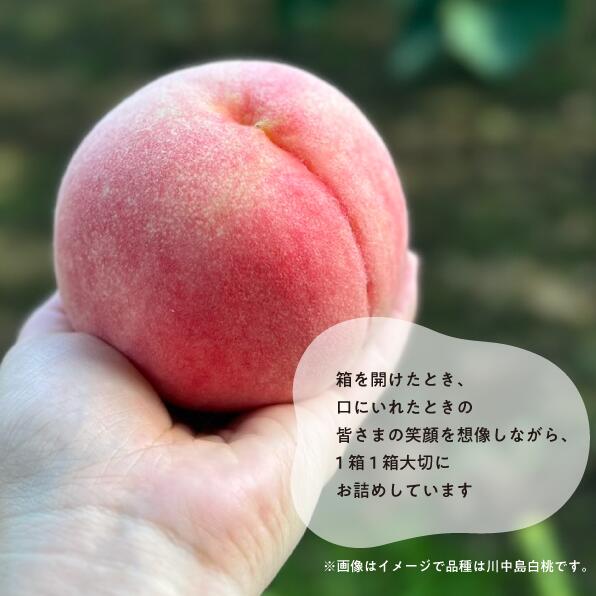 【2026年先行予約】旬採り桃(品種おまかせ)ご家庭用 5～7玉 岡山産｜桃 もも 果物 くだもの フルーツ