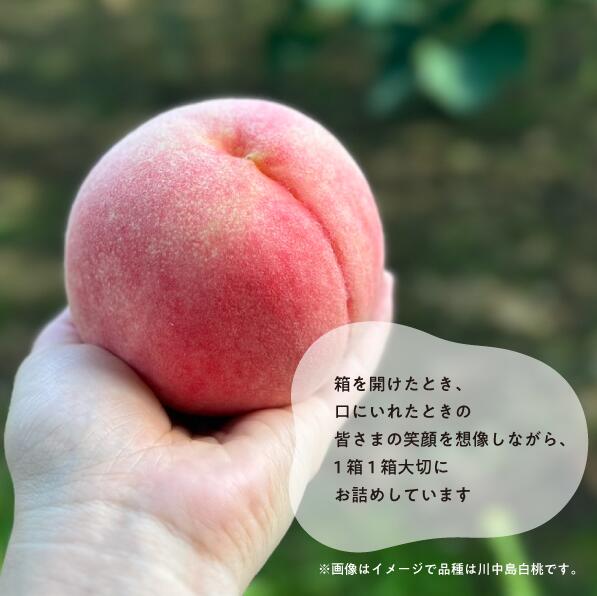 旬採り桃(品種おまかせ) ご家庭用 6-10玉 (岡山県産) ｜ 岡山県 フルーツ もも 桃 モモ 人気 桃 もも 新鮮 旬 真庭市 果物 フルーツ もも 桃 ピーチ 贈答 ギフト 家庭用 期間限定