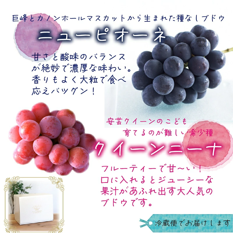 ぶどう【2026年先行予約】＜除草剤不使用＞ぶどう 食べ比べ 2種セット 1kg 2房 ニューピオーネ クイーンニーナ ｜ ぶどう 葡萄 果物 岡山県産 送料無料 種なし 【hana031-02】
