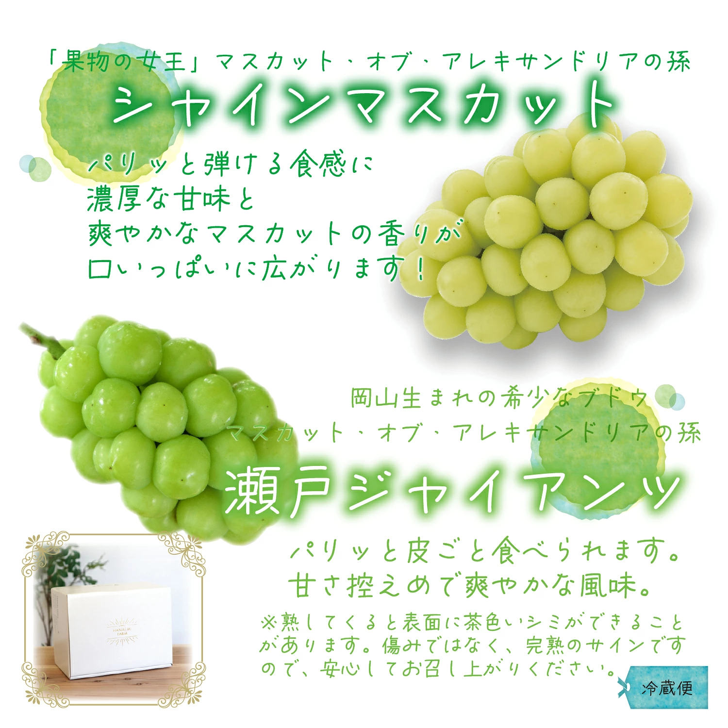 ぶどう【2026年先行予約】<除草剤不使用>ぶどう 食べ比べ 2種セット 1kg 2房 シャインマスカット 瀬戸ジャイアンツ | ぶどう 葡萄 果物 岡山県産 送料無料 種なし 【hana046-02】