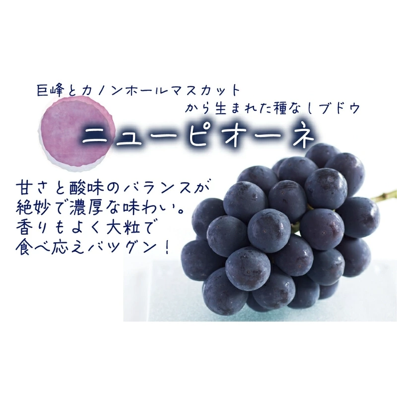 ぶどう ニューピオーネ & シャインマスカット & ラムピオーネジャム & 飲む酢 【2026年先行予約 9月下旬〜順次発送】 ぶどう ブドウ 葡萄 送料無料| ぶどう 葡萄 果物 岡山県産 送料無料 種なし 【hana070-02】