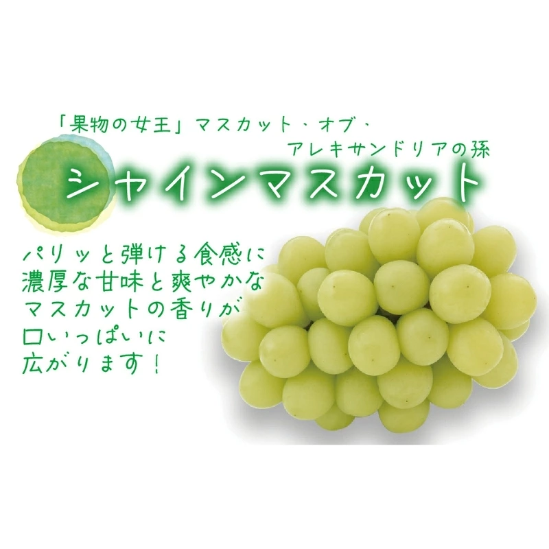 ぶどう ニューピオーネ & シャインマスカット & ラムピオーネジャム & 飲む酢 【2026年先行予約 9月下旬〜順次発送】 ぶどう ブドウ 葡萄 送料無料| ぶどう 葡萄 果物 岡山県産 送料無料 種なし 【hana070-02】