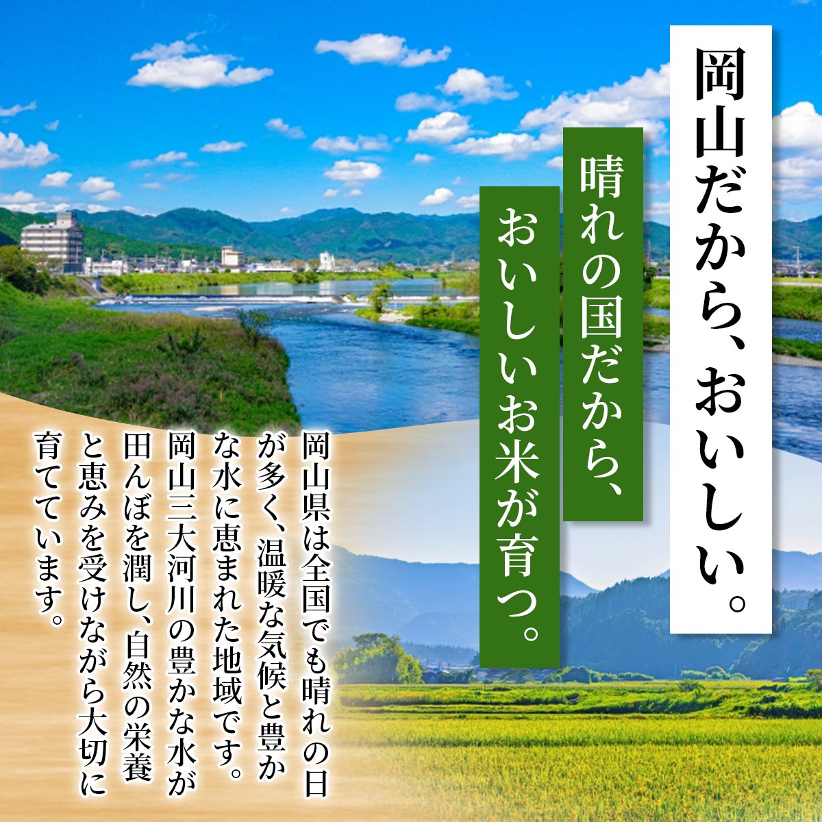 【先行予約】 令和8年産 岡山県産 こしひかり 単一原料 10kg / お米 国産 岡山県 米 人気  【zprc002-01】