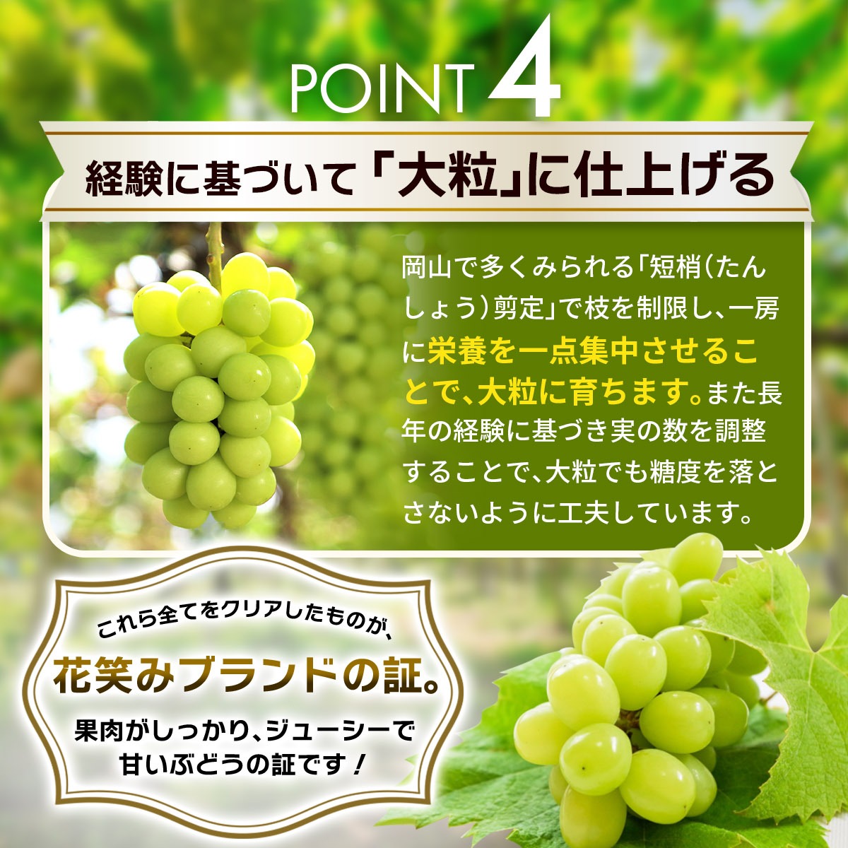 【2026年先行予約】選べる組み合わせ2種 1kg 種無しぶどう 食べ比べセット| ぶどう 葡萄 果物 岡山県産 種なし ぶどう シャインマスカット 食品 先行予約 ぶどう フルーツ 果物 ぶどう 葡萄 詰め合わせ