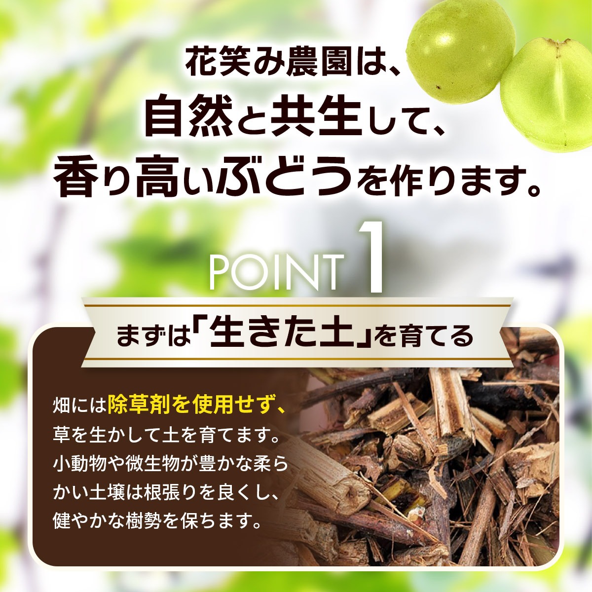 【2026年先行予約】選べる組み合わせ2種 1kg 種無しぶどう 食べ比べセット| ぶどう 葡萄 果物 岡山県産 種なし ぶどう シャインマスカット 食品 先行予約 ぶどう フルーツ 果物 ぶどう 葡萄 詰め合わせ