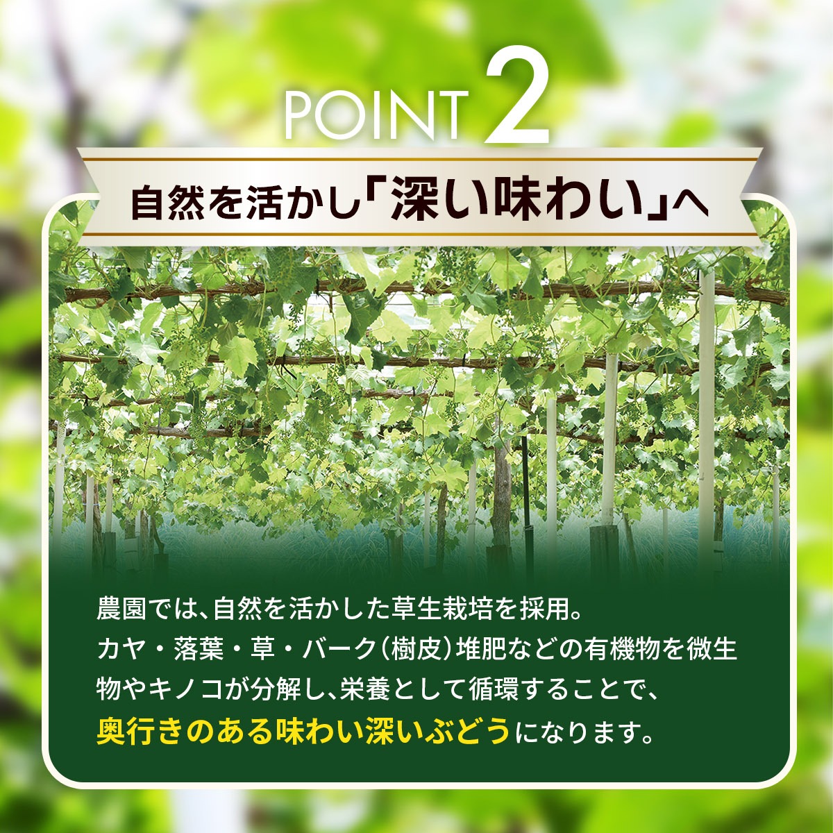 【2026年先行予約】選べる組み合わせ2種 1kg 種無しぶどう 食べ比べセット| ぶどう 葡萄 果物 岡山県産 種なし ぶどう シャインマスカット 食品 先行予約 ぶどう フルーツ 果物 ぶどう 葡萄 詰め合わせ