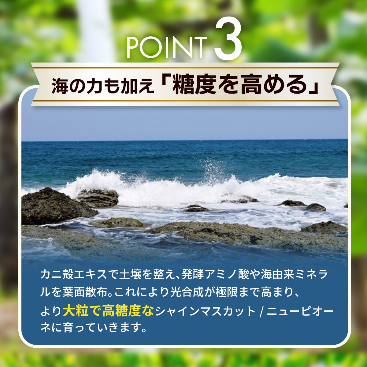 【2026年先行予約】選べる組み合わせ2種 1kg 種無しぶどう 食べ比べセット| ぶどう 葡萄 果物 岡山県産 種なし ぶどう シャインマスカット 食品 先行予約 ぶどう フルーツ 果物 ぶどう 葡萄 詰め合わせ