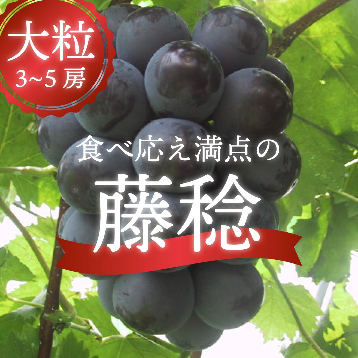 藤稔の上級品 大粒で食べ応え満点！3-5房入 計2.0kg～ (岡山県産)【8月以降順次発送】  / 藤稔 ふじみのり