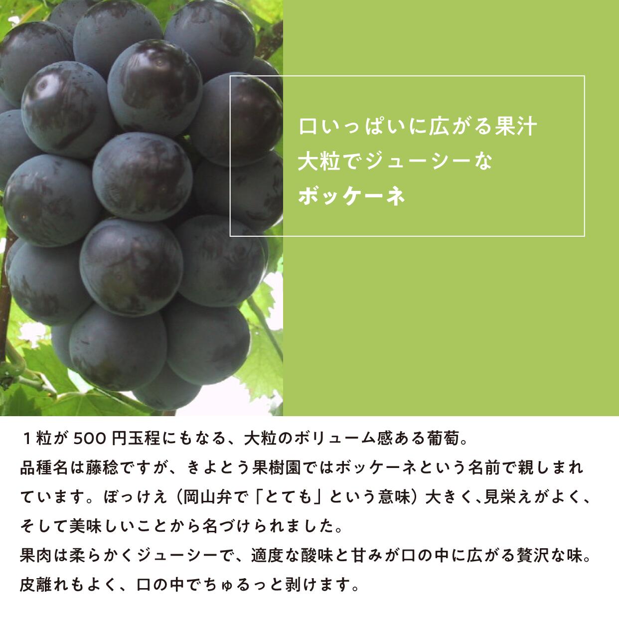 藤稔の上級品 大粒で食べ応え満点！3-5房入 計2.0kg～ (岡山県産)【8月以降順次発送】  / 藤稔 ふじみのり