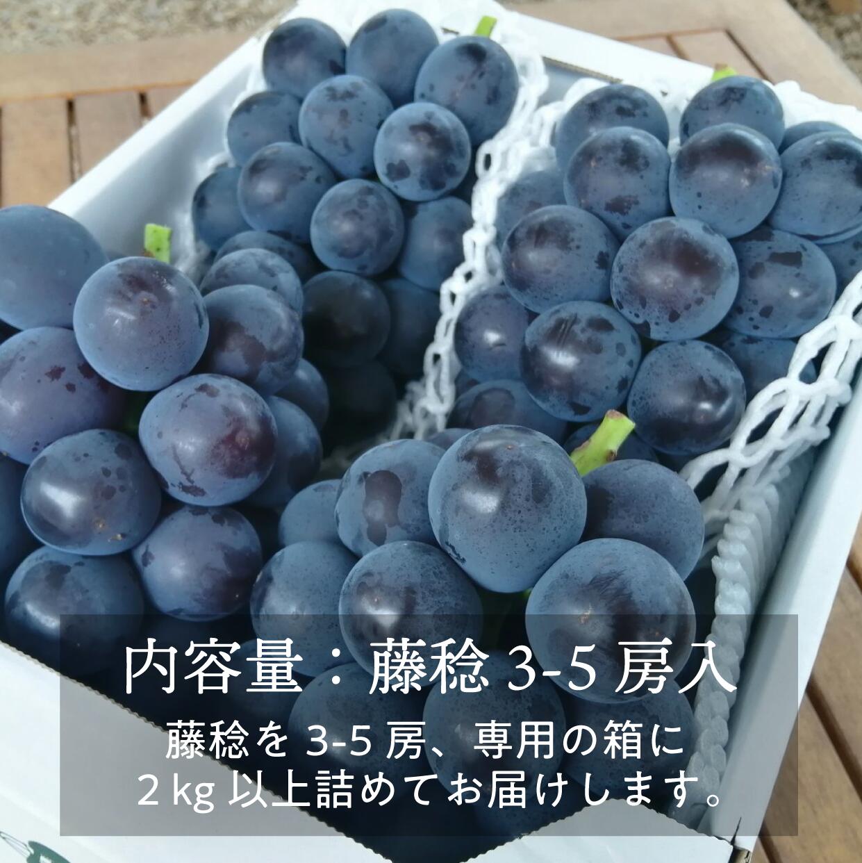 藤稔の上級品 大粒で食べ応え満点！3-5房入 計2.0kg～ (岡山県産)【8月以降順次発送】  / 藤稔 ふじみのり