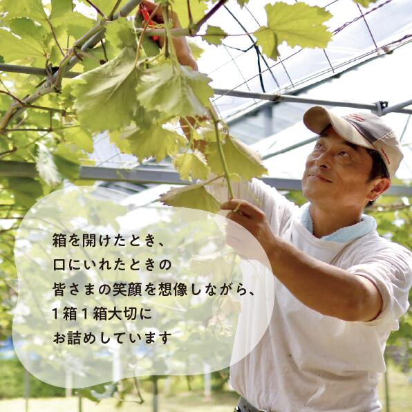 藤稔の上級品 大粒で食べ応え満点！3-5房入 計2.0kg～ (岡山県産)【8月以降順次発送】  / 藤稔 ふじみのり