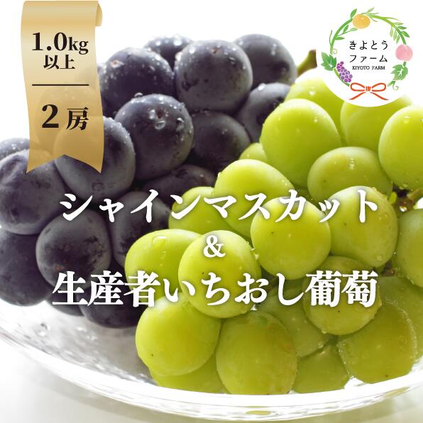 シャインマスカット&生産者いちおし葡萄 2房入/計1.0kg～(岡山県産) 【KF-B010-04】