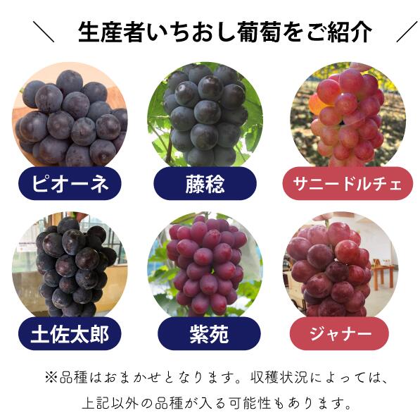 シャインマスカット&生産者いちおし葡萄 2房入/計1.0kg～(岡山県産) 【KF-B010-04】